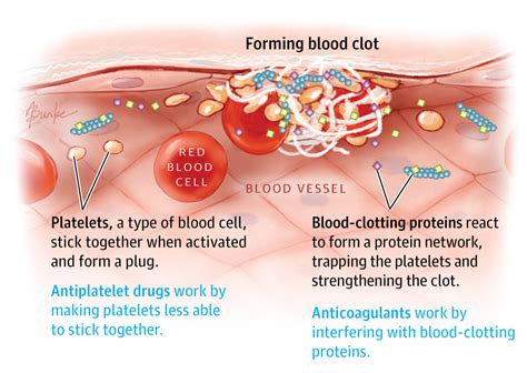 How Do Blood Thinners Work