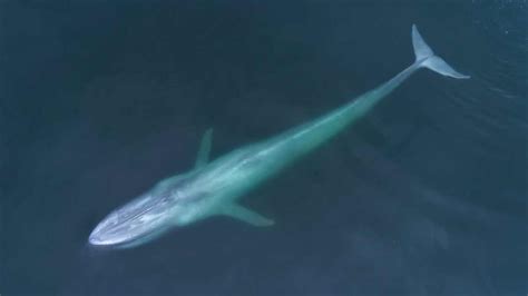 how do blue whales protect themselves