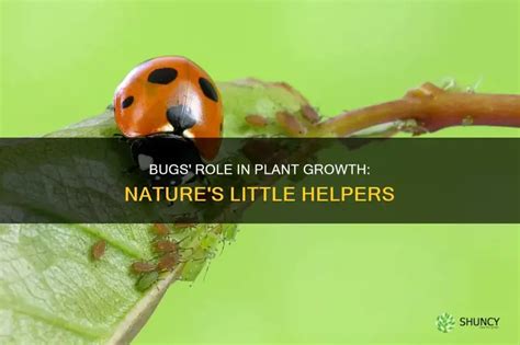How Do Bugs Help Plants