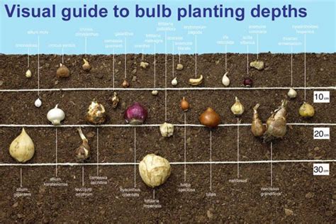 How Do Bulbs Grow