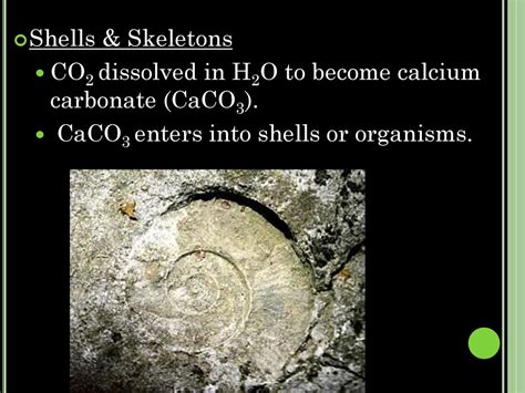 How Do Calcium Carbonate Shells Form