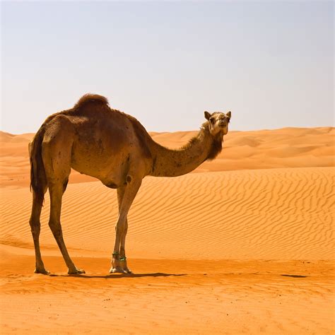 how do camels survive in the desert