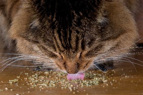 how do cats act after eating catnip