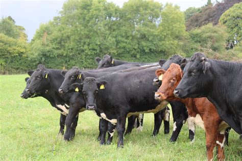 How Do Cattle Contracts Work