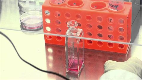 How Do Cells Attach To Flasks