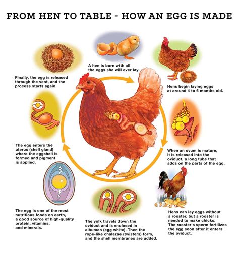 How Do Chickens Make
