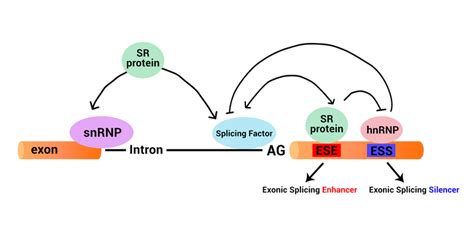 how do cis and trans regulatory elements co evolve