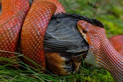 How Do Corn Snake Kill Prey
