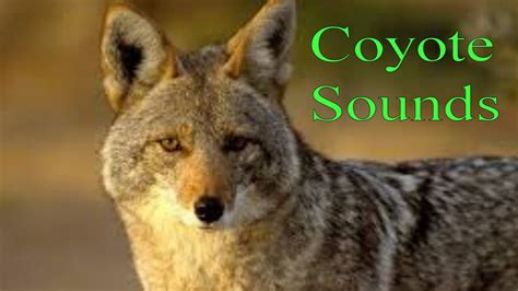 how do coyotes sound