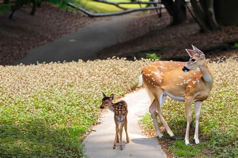 How Do Deer Move Fawns