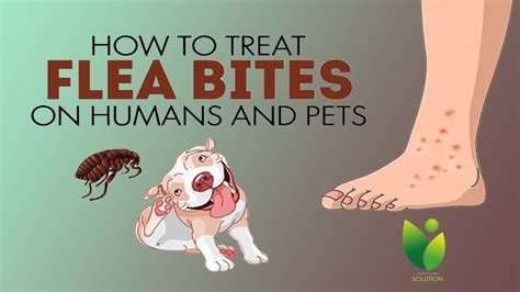 How Do Dog Fleas Affect Humans