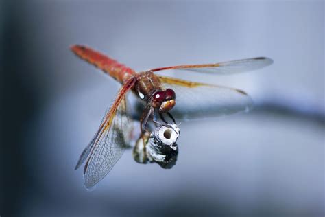 How Do Dragonflies Communicate