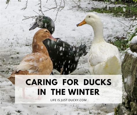 How Do Ducks Survive Winter