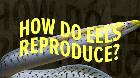 how do eels reproduce 2021