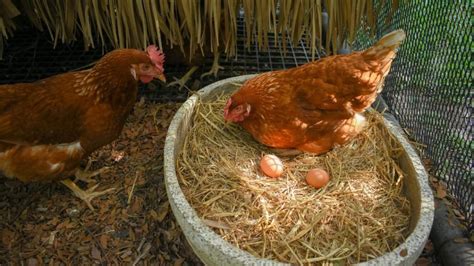 How Do Eggs Kill Chickens