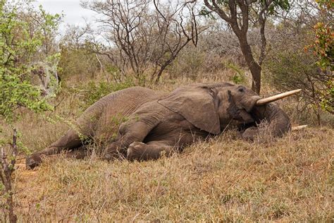 Unlocking the Secret: How Do Elephants Sleep Unlike Any Other Animal