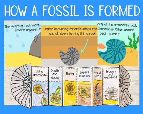How Do Fossils Form Step By Step