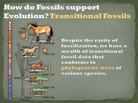 How Do Fossils Support Evolution Quizlet