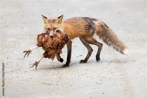 How Do Foxes Kill A Chicken