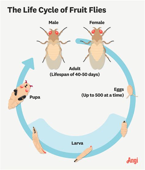 How Do Fruit Flies Develop