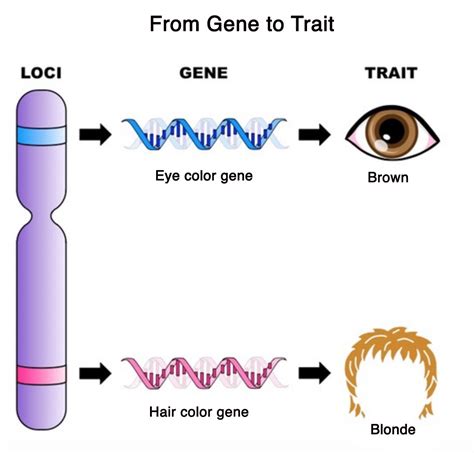 How Genes Affect Traits: Unlocking The Clean Code Of Biology