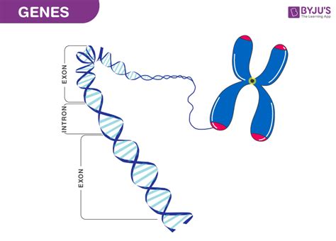 How Genes Function: The Guide To Dna And Protein Production