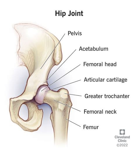How Do Hip Joints Work