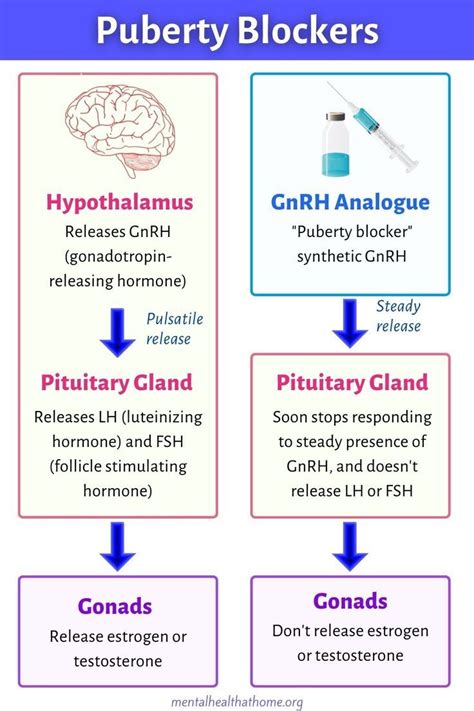 How Do Hormone Blockers Work