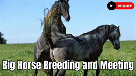 how do horses breed