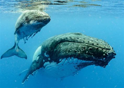 how do humpback whales sleep