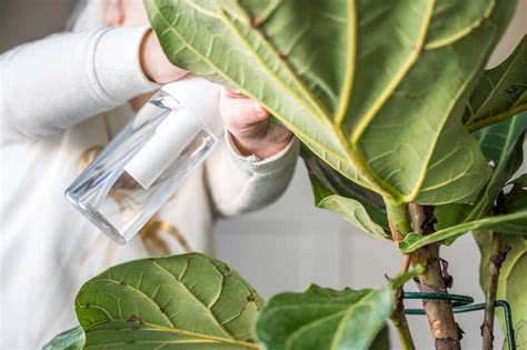 How Do I Clean Fiddle Leaf Fig Leaves