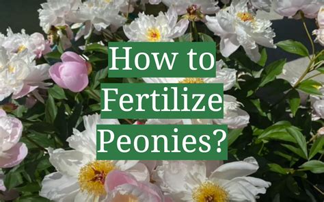 How Do I Fertilize Peonies