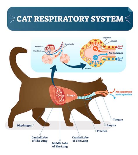 how do i know if my cat has asthma