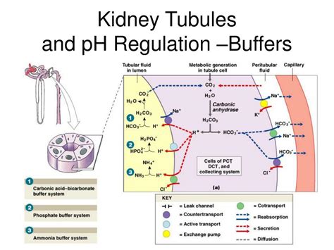 The Crucial Role Of Kidneys In Buffering Ph: A Deep Dive
