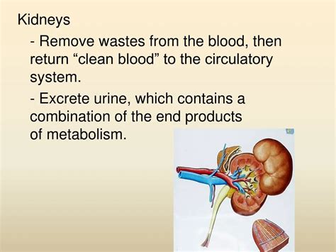 How The Kidneys Filter Out Waste From Your Blood: A Simple Guide