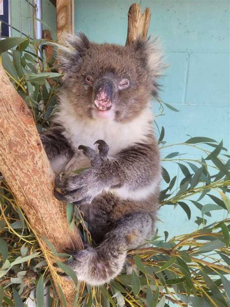 How Do Koalas Get Chlamydia