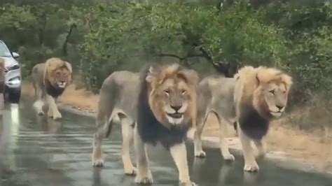 how do lions walk