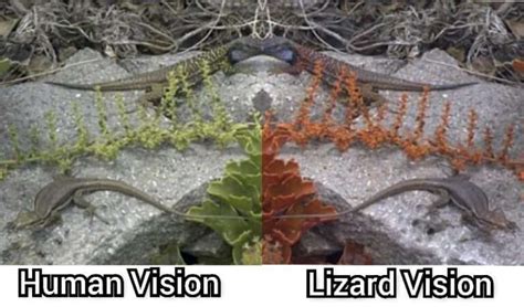 how do lizards see