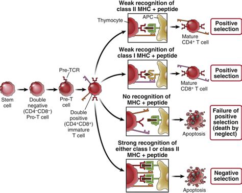 How Do Lymphocytes Recognize Antigens