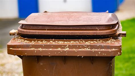 How Do Maggots Get In Trash Can