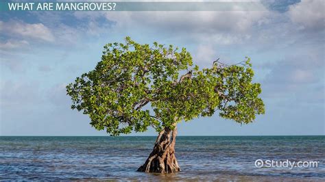how do mangroves form