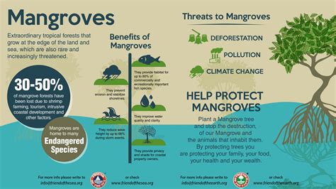 how do mangroves protect the coast