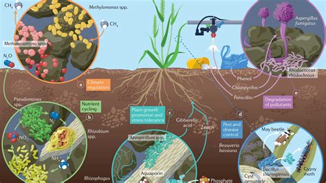 how do microorganisms increase soil fertility )