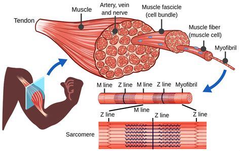 Unravel the Cell's Powerhouse: How Myofibrils Work for Optimal Function