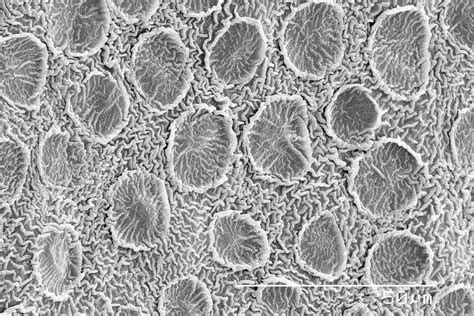 How Do Objects Appear Under A Microscope