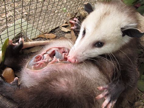 how do opossums carry their babies