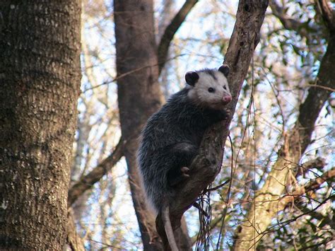 how do opossums help the environment