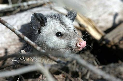 how do opossums hunt