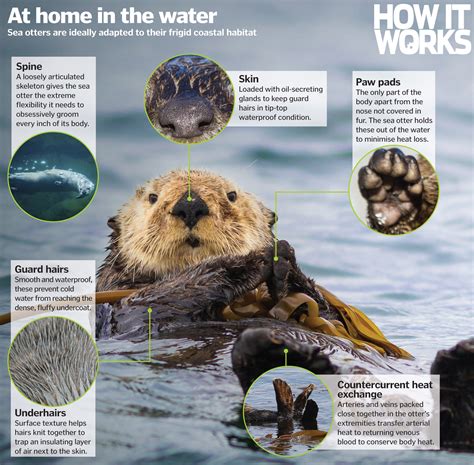 How Do Otters Affect The Environment