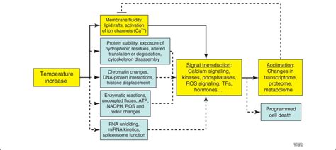 How Do Plants Feel Temperature